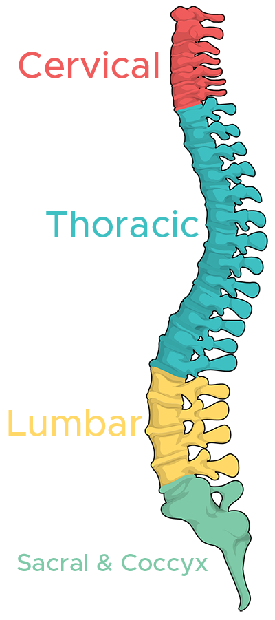 Colourful illustration depicting different parts of the spine