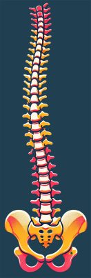 A colourful stylised illustration of a human spine